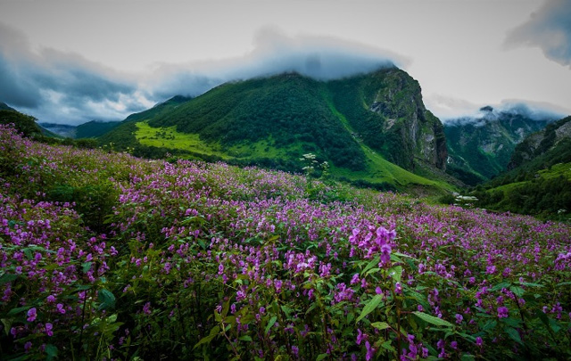 Yumthang Valley